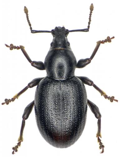 Otiorhynchus arcticus monticola